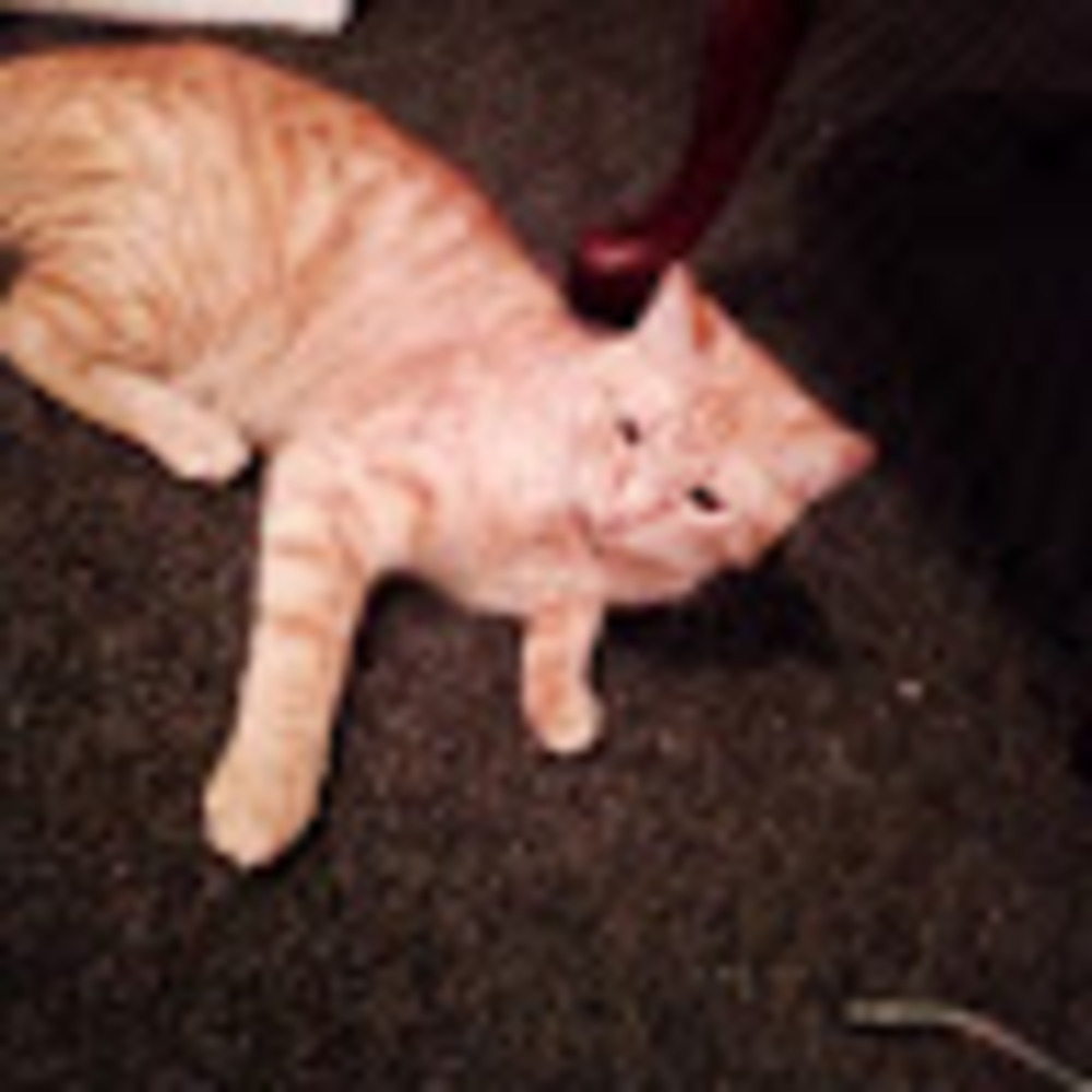 Meet your Posher, Lizard